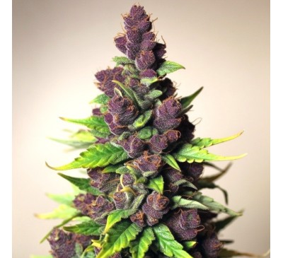 Пурпурові смаколики (Auto.Fem.) 1 шт. / Purple Treats 2025